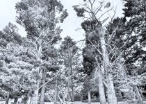 a black and white or greyscale scene of tall dying pines (actually around the back of my place) with the title Capital Crime Filew Podcast - Original Sounds by MULETONIC